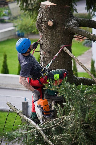 Best Commercial Tree Services  in Fourche Crossing, LA